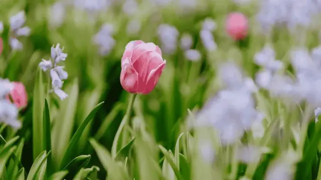 Tulip Time — performer image