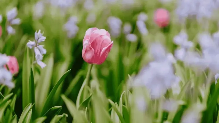 Event artwork: Tulip Time Flower Festival 2026 — Corbett Gardens — Bowral — 22 September 2026